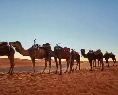 excursiones desierto marruecos