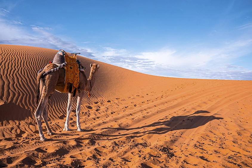 viaje a marrakech y desierto