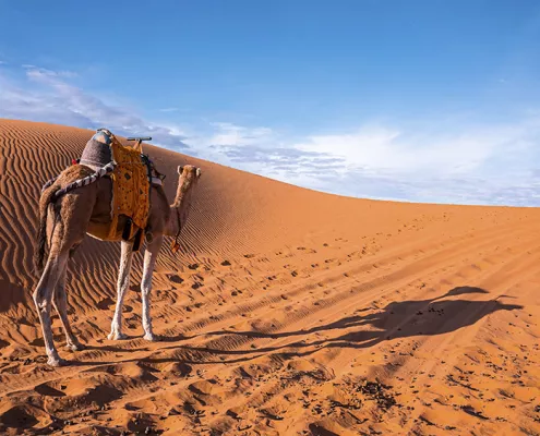 viaje organizado marrakech y desierto