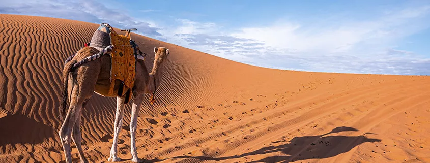 viaje organizado marrakech y desierto